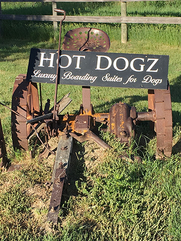 Hot Dogz